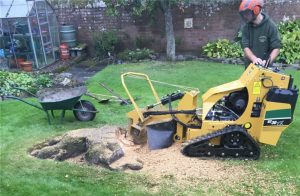 Supporting Healthy Soil Conditions through Proper Stump Removal Practices